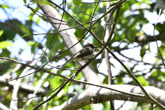 Myiarchus antillarum