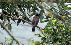 Cyanocorax affinis