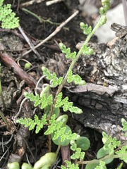 Myriopteris myriophylla