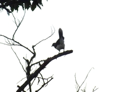 Cyanocorax affinis
