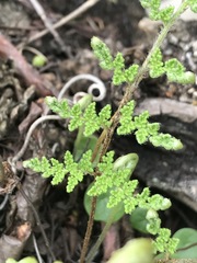Myriopteris myriophylla