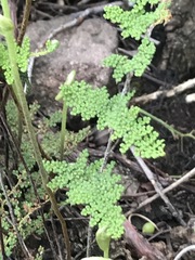Myriopteris myriophylla