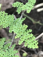 Myriopteris myriophylla