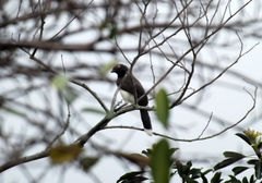 Cyanocorax affinis
