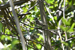 Myiarchus antillarum