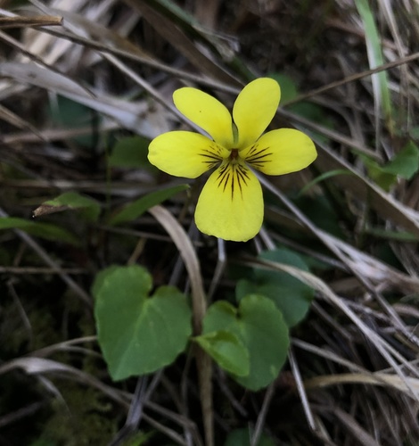 evergreen violet (Viola sempervirens)