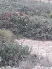 Oryctolagus cuniculus