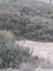 Oryctolagus cuniculus