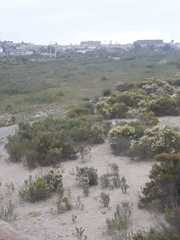 Oryctolagus cuniculus