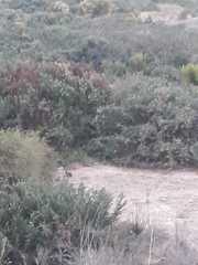 Oryctolagus cuniculus