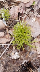 Diphasiastrum complanatum