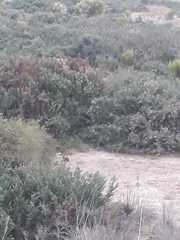 Oryctolagus cuniculus