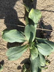 Grindelia stricta platyphylla