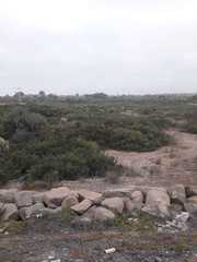 Oryctolagus cuniculus