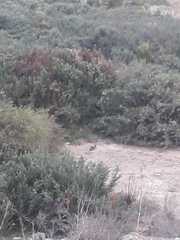 Oryctolagus cuniculus