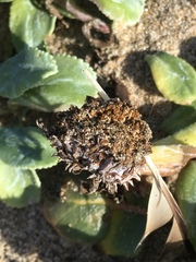 Grindelia stricta platyphylla
