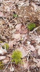 Diphasiastrum complanatum