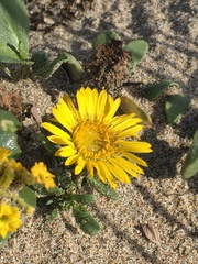 Grindelia stricta platyphylla