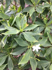 Scaevola gaudichaudiana