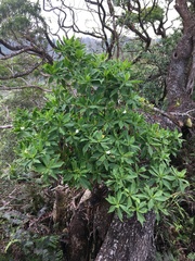 Scaevola gaudichaudiana