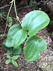 Smilax melastomifolia