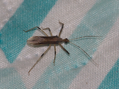 Reduviidae