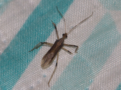 Reduviidae