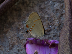 Arzecla tucumanensis