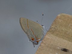 Arzecla tucumanensis