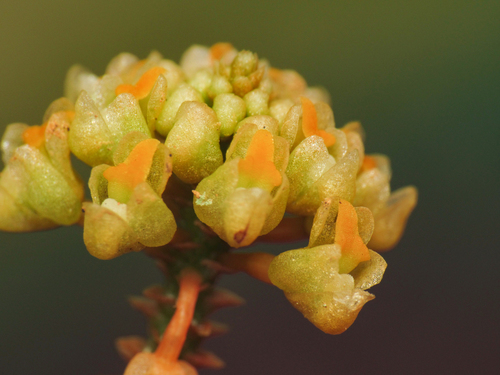 Trizeuxis falcata Lindl.