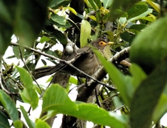 Turdus nudigenis