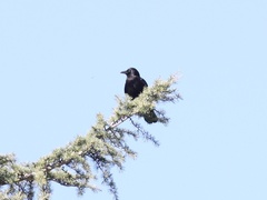 Corvus brachyrhynchos
