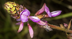 Desmodium intortum