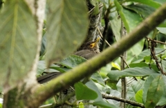 Turdus nudigenis