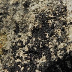 Pyrenodesmia pratensis