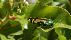 Conognatha chilensis