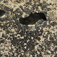 Pyrenodesmia pratensis