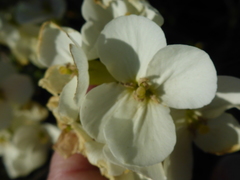 Erysimum concinnum