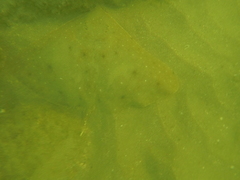 Gymnura crebripunctata