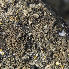 Willeya diffractella