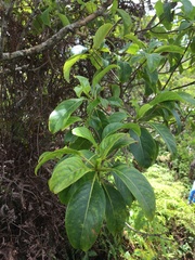 Bobea elatior