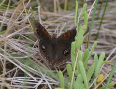 Junonia stemosa