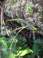 Psilotum complanatum