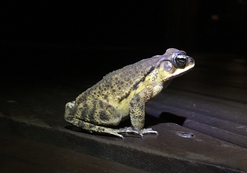 Rhinella ornata