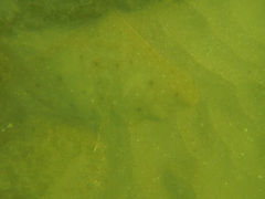 Gymnura crebripunctata