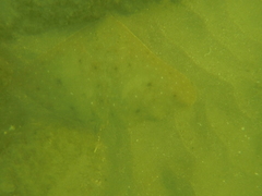 Gymnura crebripunctata