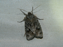 Sympistis dentata