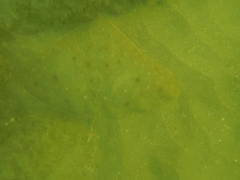 Gymnura crebripunctata