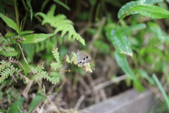 Ypthima multistriata