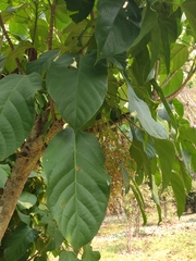 Ostodes paniculata